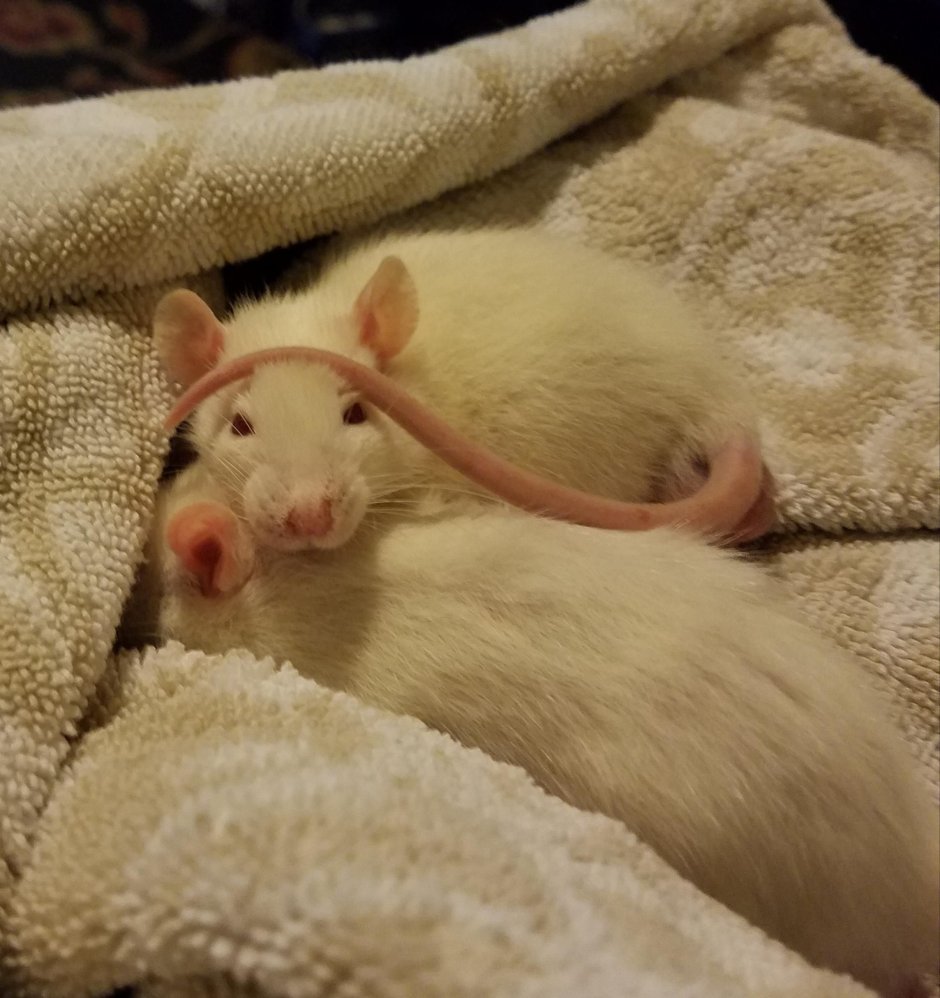 Сатиновая крыса рекс