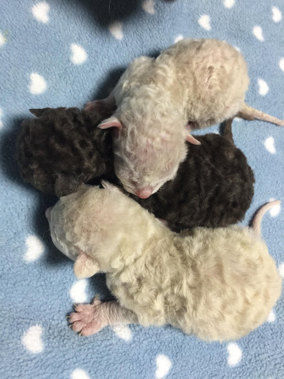 Крыса породы рекс