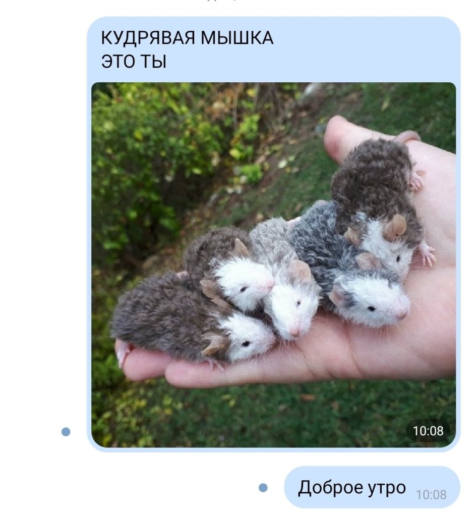 Кучерявые мышки