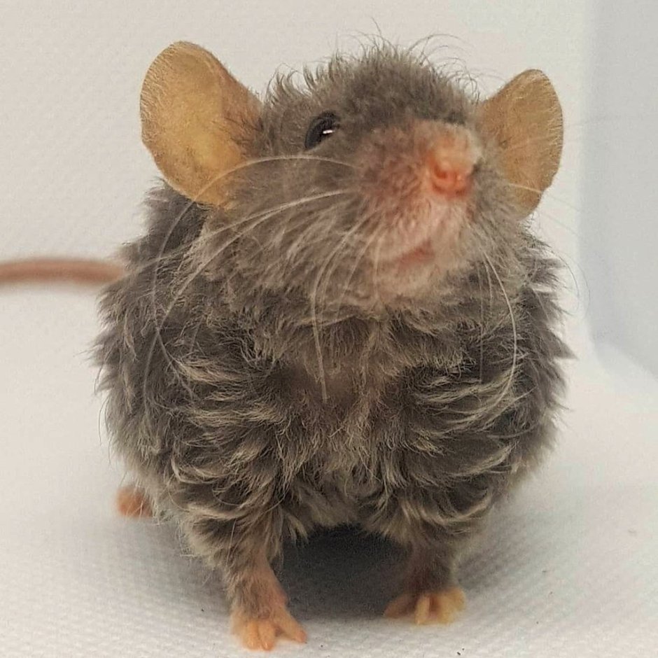 Кудрявые крысы порода рекс