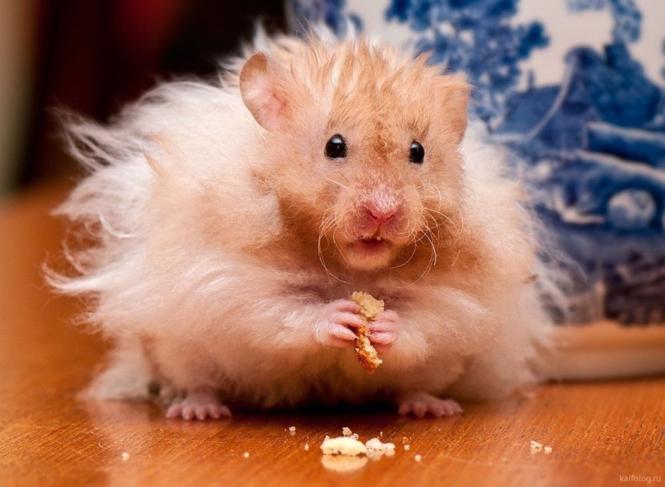 Сирийский хомяк лохматый