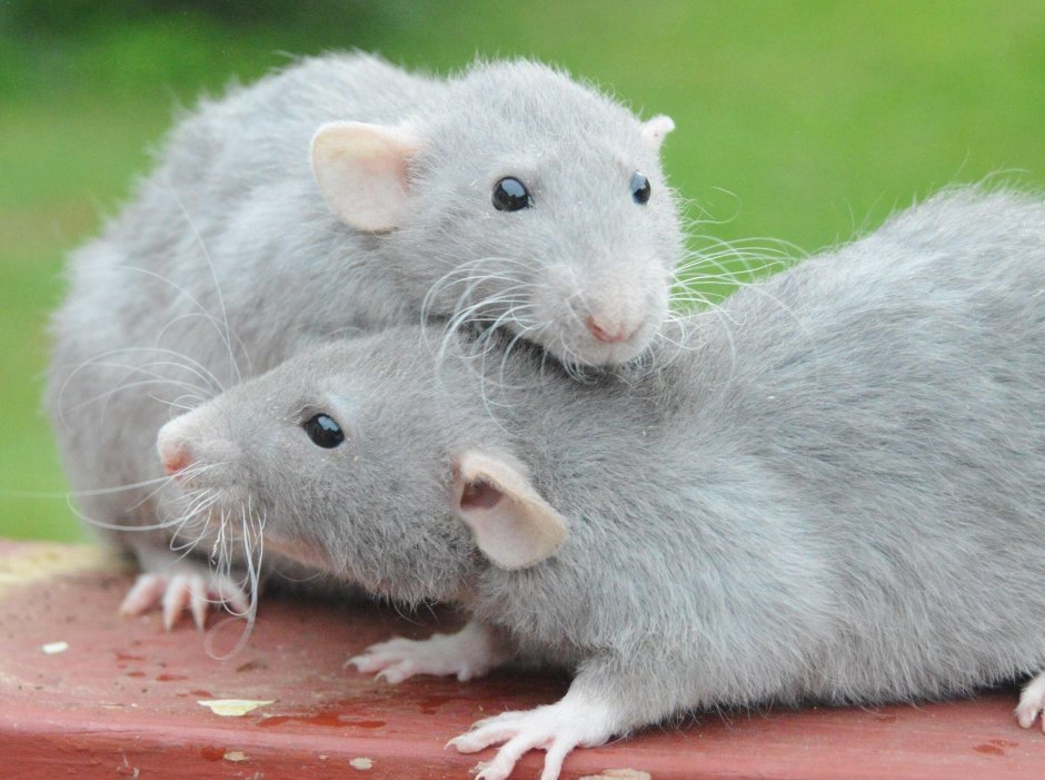 Крыски рекс голубой