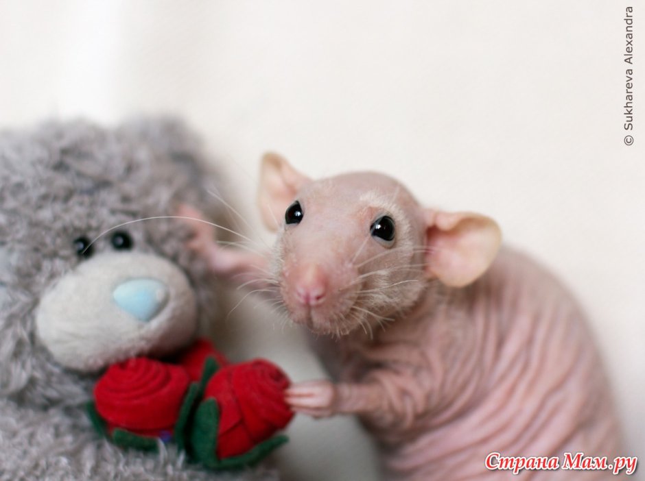 Хомяки каракулевые