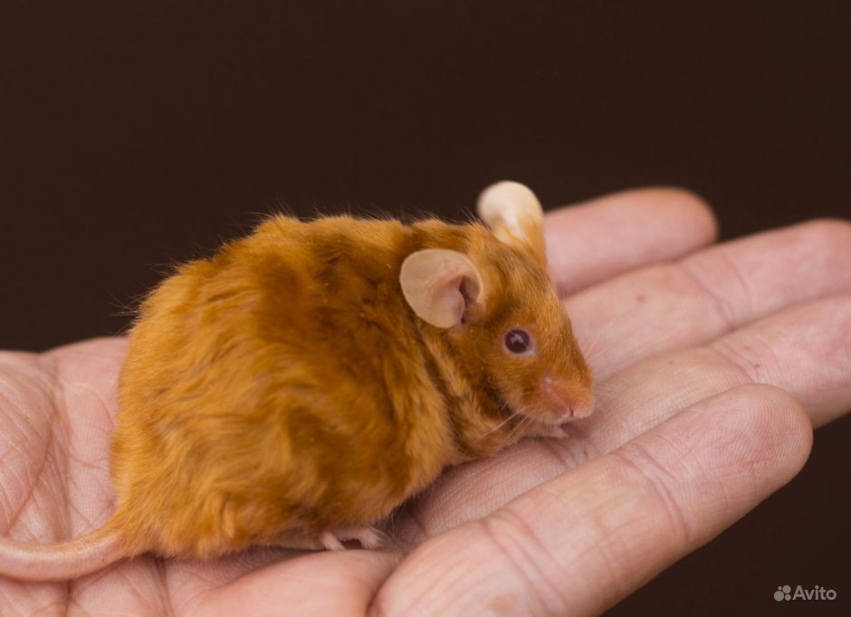 Сатиновая крыса рекс