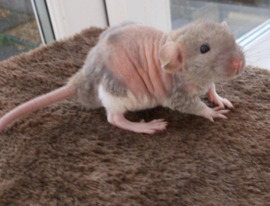 Кудрявая крыса Дамбо рекс