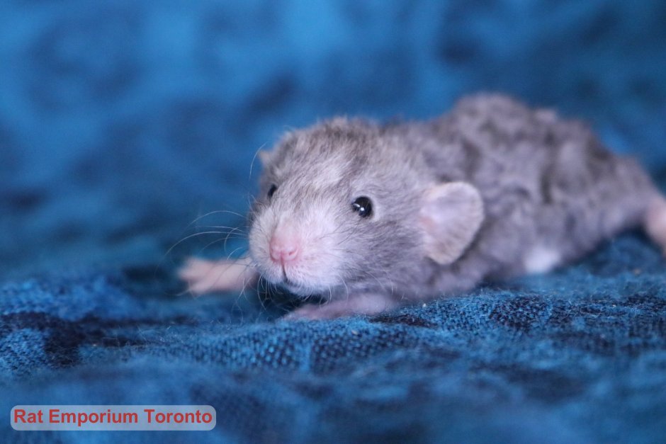 Крыса Дамбо рекс