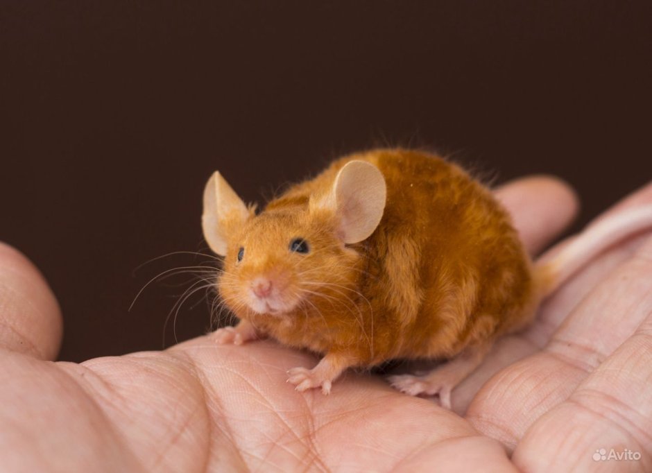 Сатиновая крыса рекс