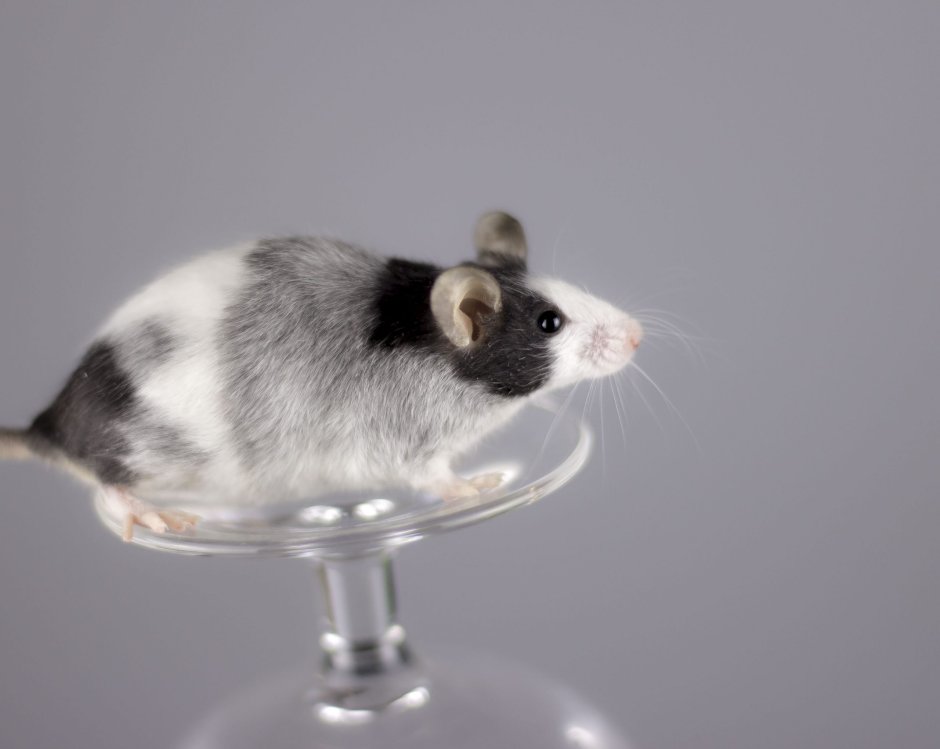 Мышь белая декоративная