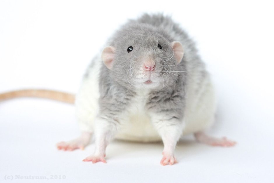 Крыса Дамбо рекс