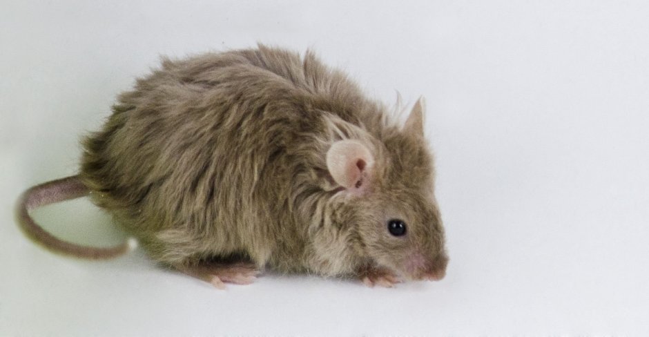 Крыса Лонгхейр