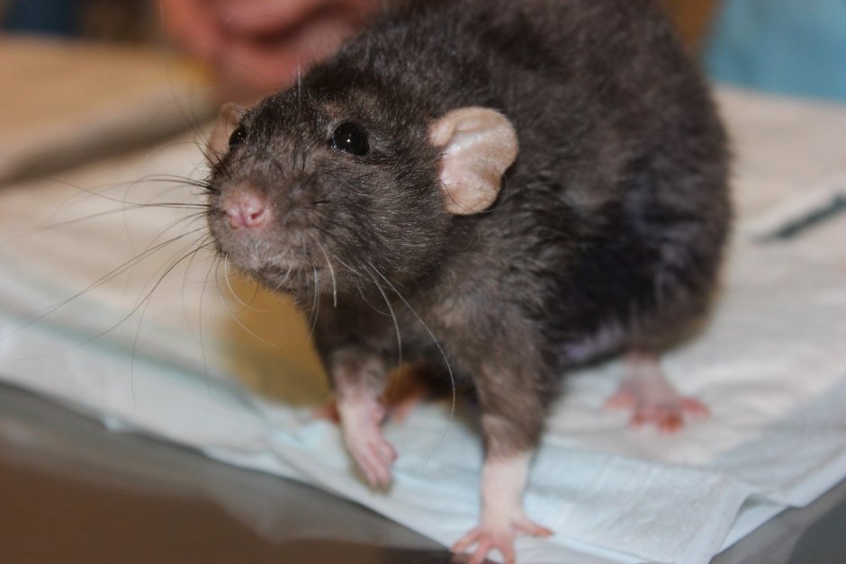 Черная кудрявая крыса