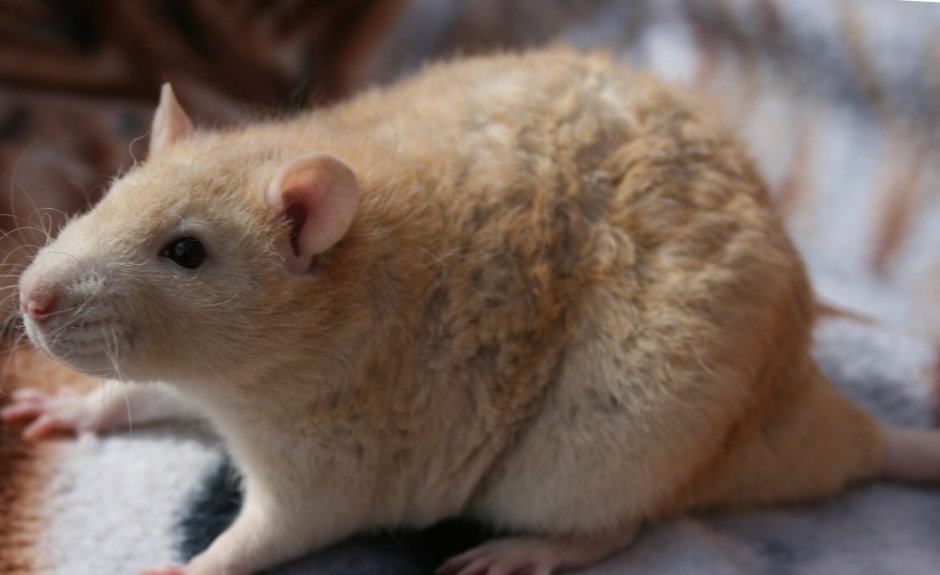 Крыса породы рекс окрасы