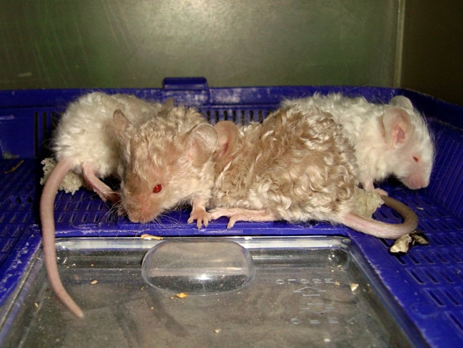 Крыса Дамбо рекс