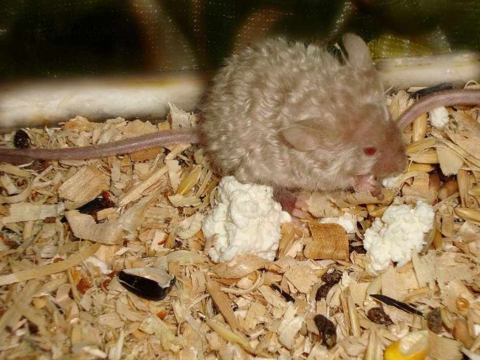 Кудрявый хомяк