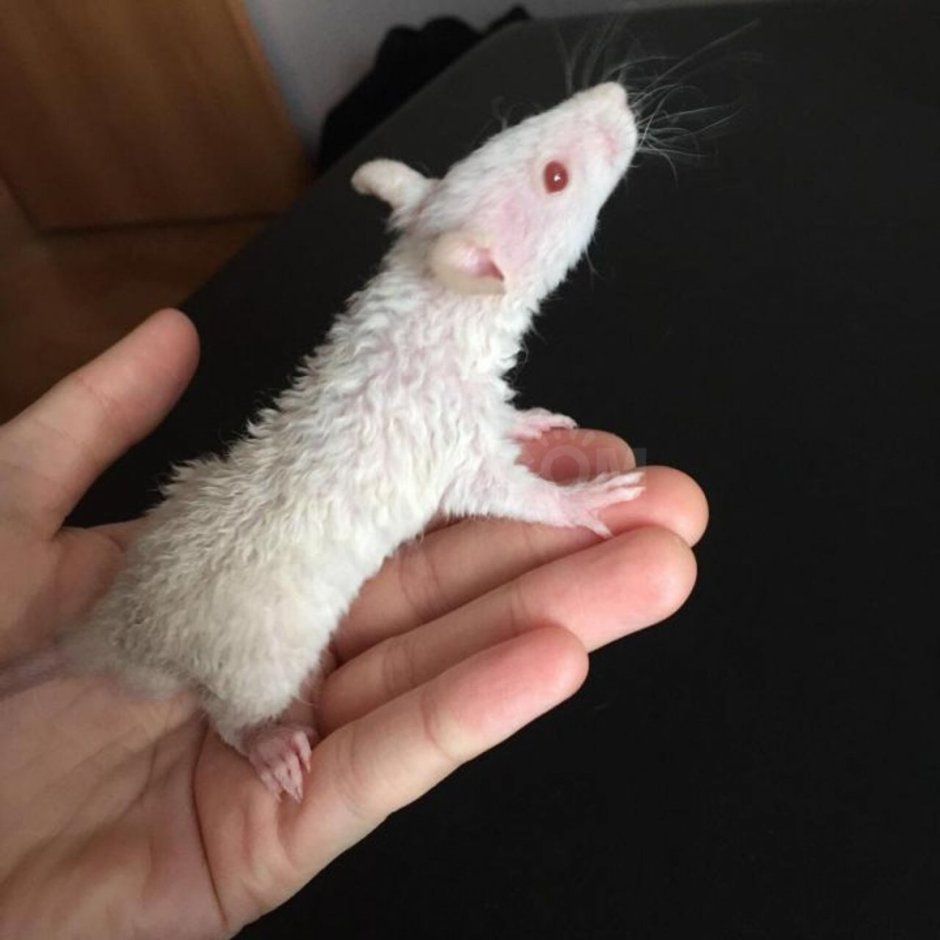 Крыса рекс белая