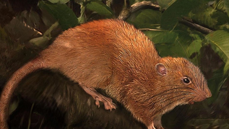 Рыжая крыса фото уличные