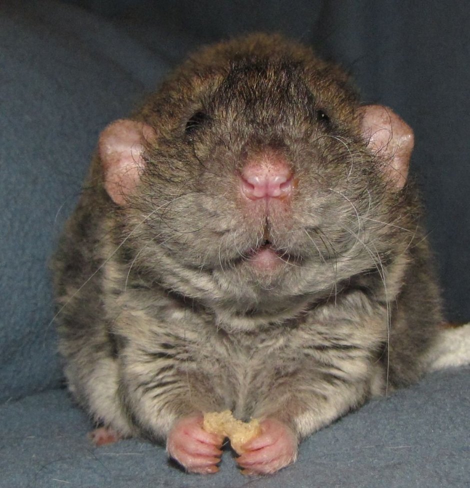 Крысы породы Дамбо рекс