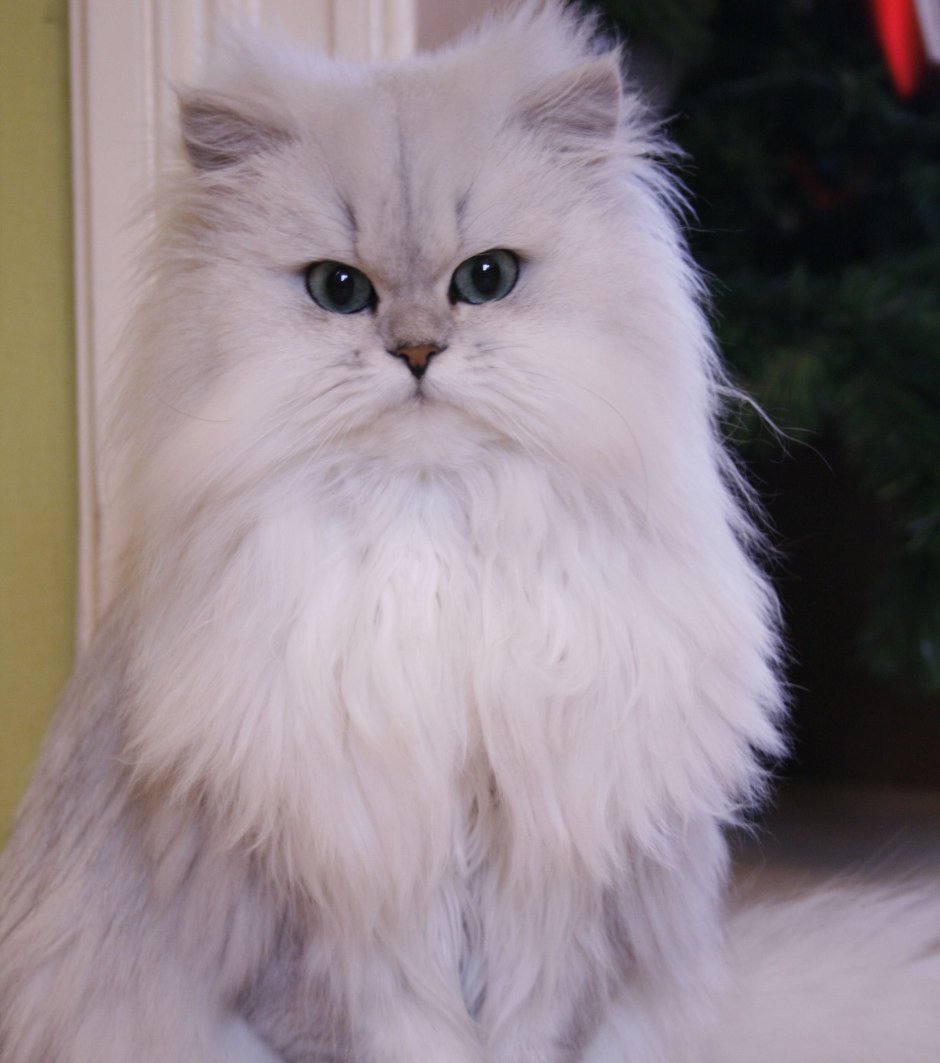 Персидская шиншилла