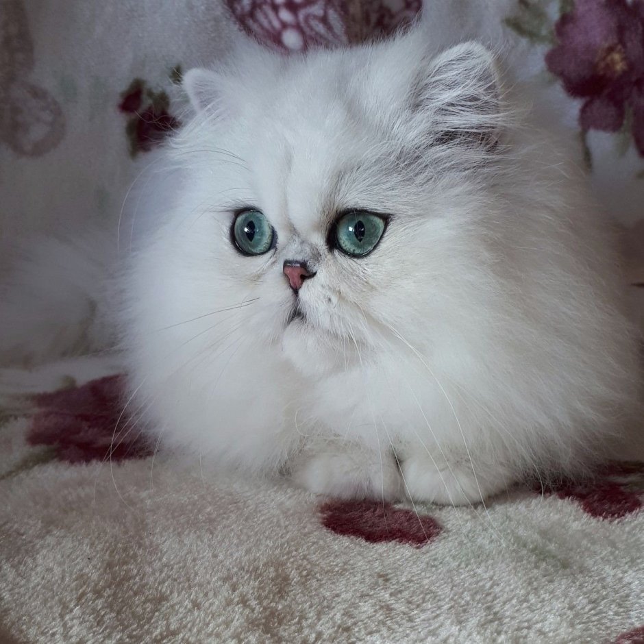 Персидская шиншилла кошка