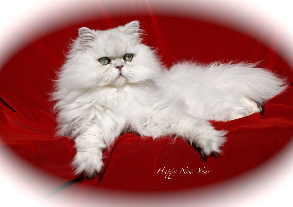 Сибирский кот белый