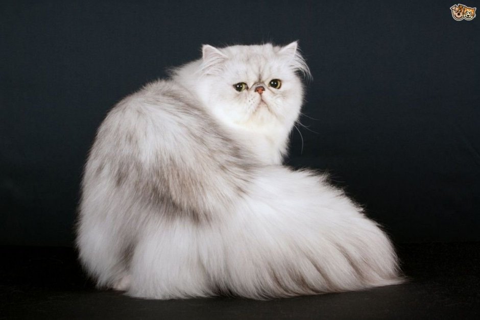 Персидская шиншилла