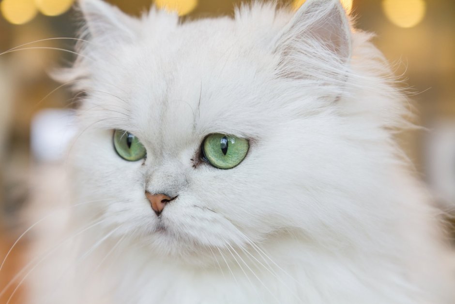 Персидская шиншилла кошка