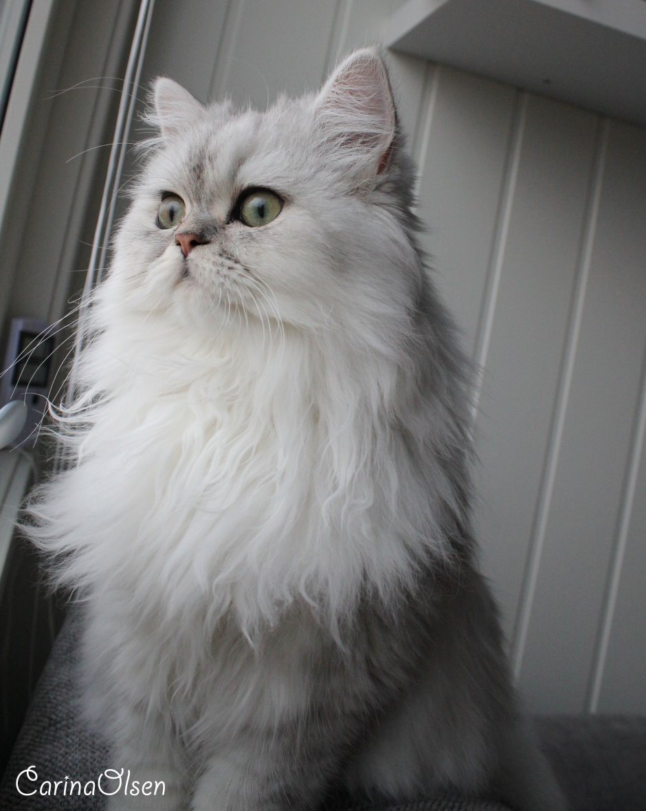 Персидская шиншилла кошка