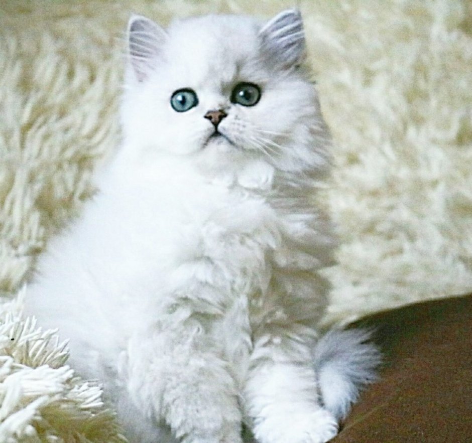 Персидская шиншилла кошка