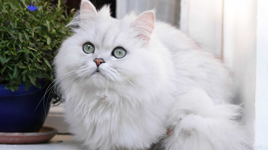 Ангорская шиншилла кошка