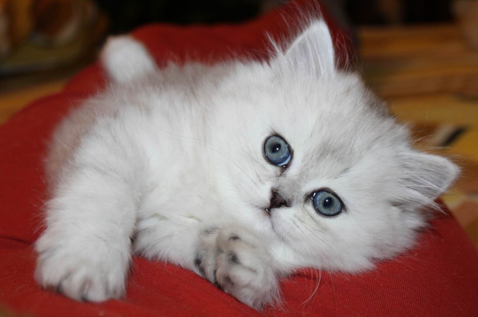 Кот шиншилла скучает по хозяевам