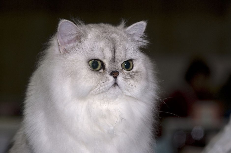 Персидская шиншилла кошка