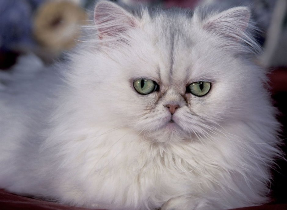 Персидская шиншилла