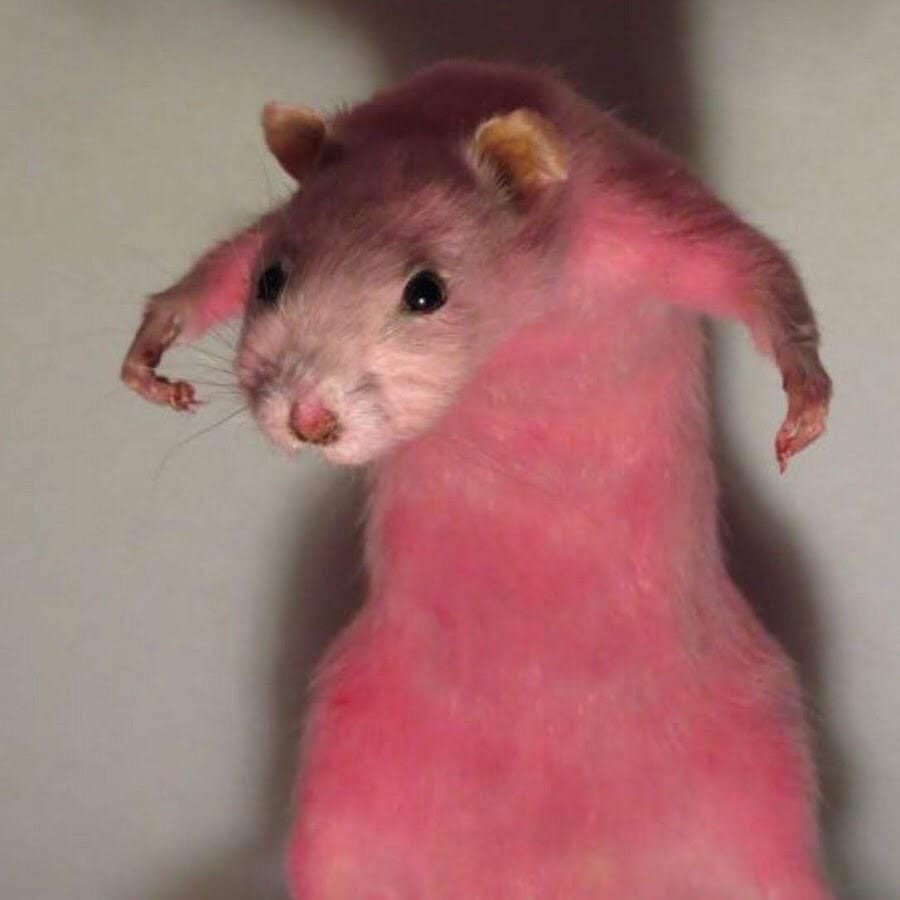 Милая крыса Мем