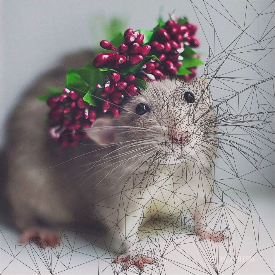 Милые мышки