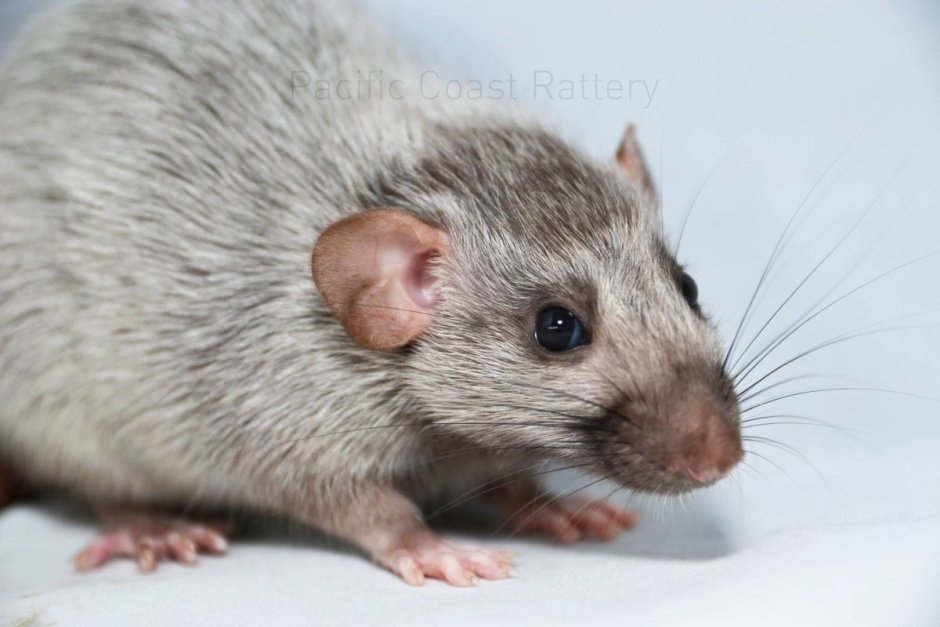 Крыса Дамбо агути рекс