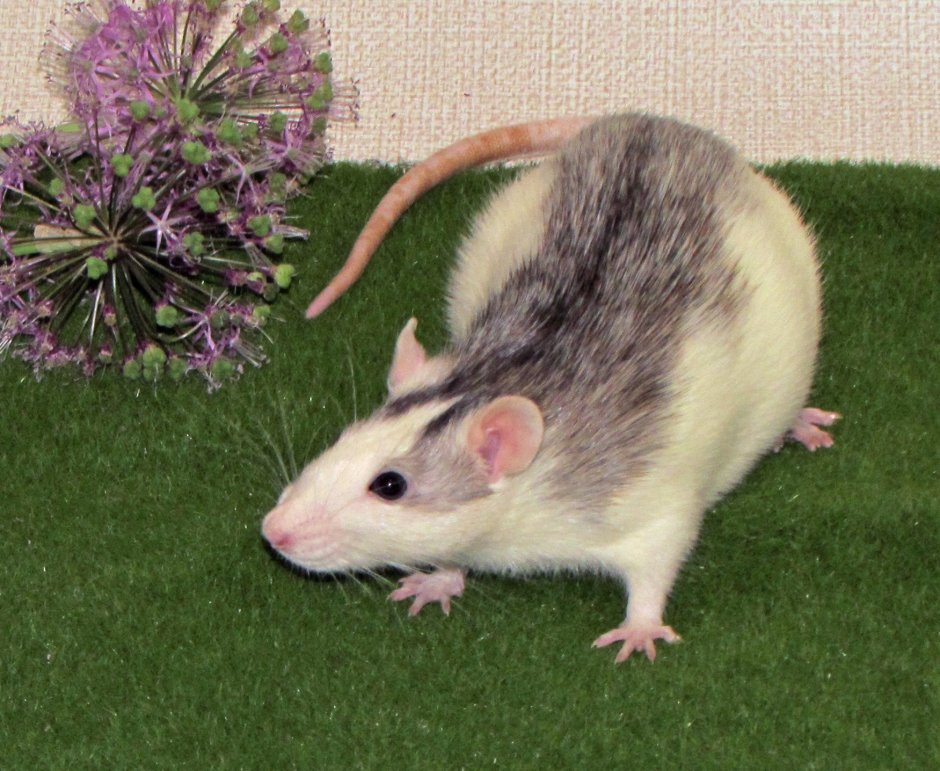 Крысы породы хаски