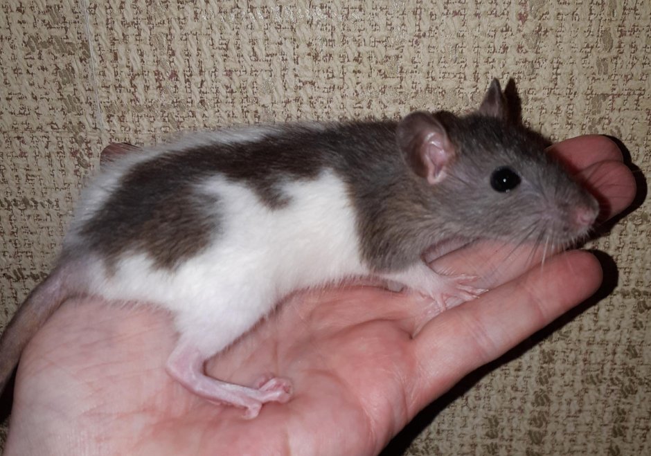 Крыса стандарт и Дамбо