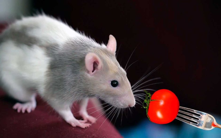 Крыса Дамбо альбинос