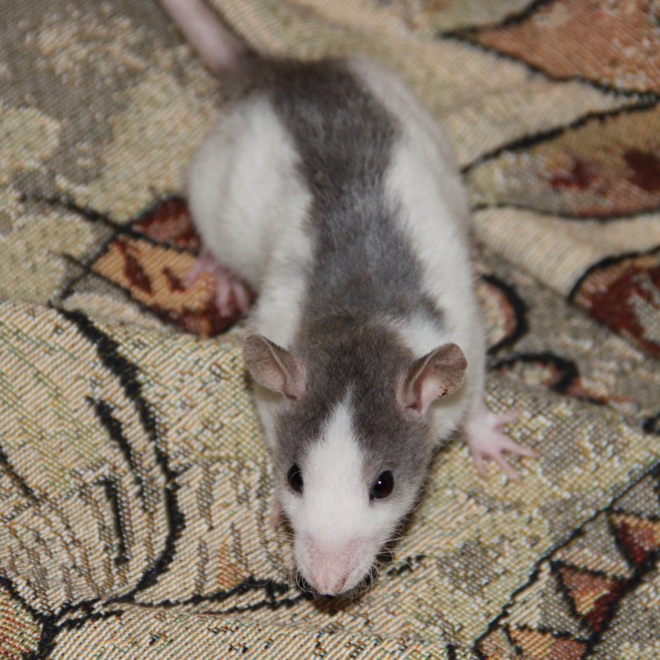Крыса Дамбо Сиамская