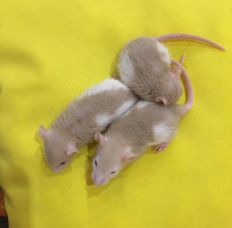 Редкие расцветки крыс