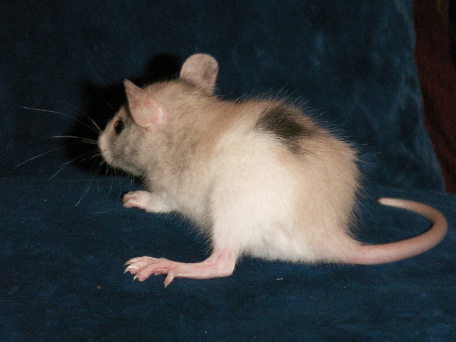 Крыса Дамбо трехцветная