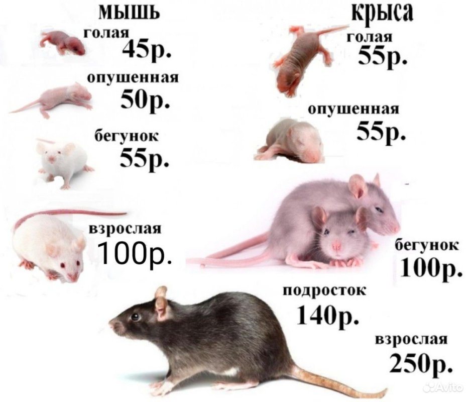 Размеры кормовых крыс