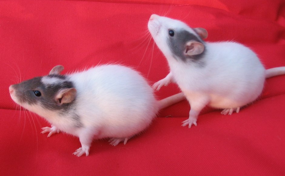 Комбинированный окрас крыс
