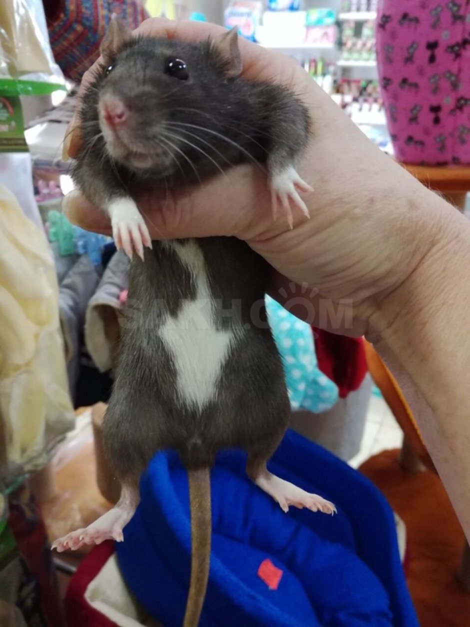 Окрасы крыс декоративных