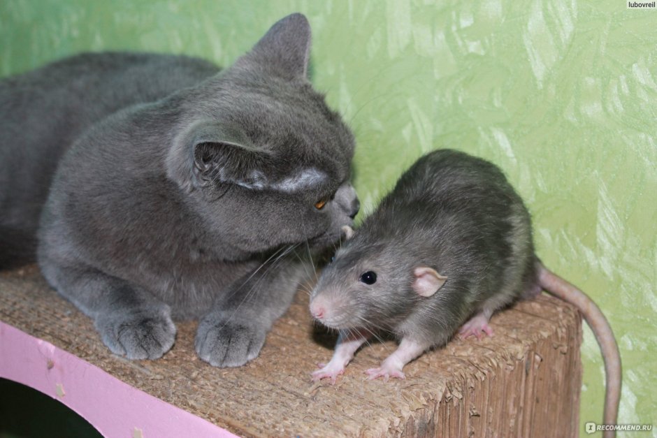 Окрасы крыс декоративных