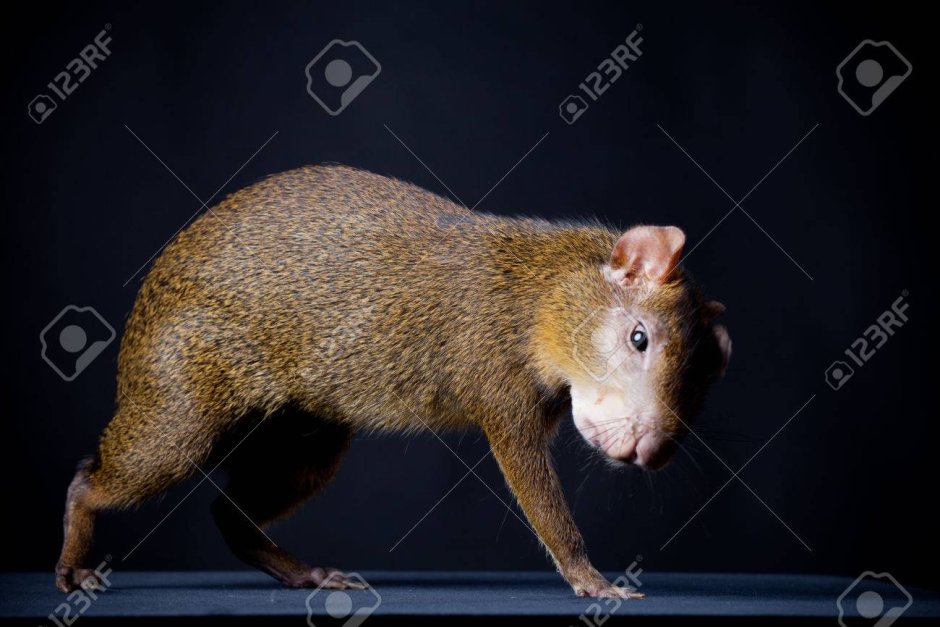 Мышь декоративная агути