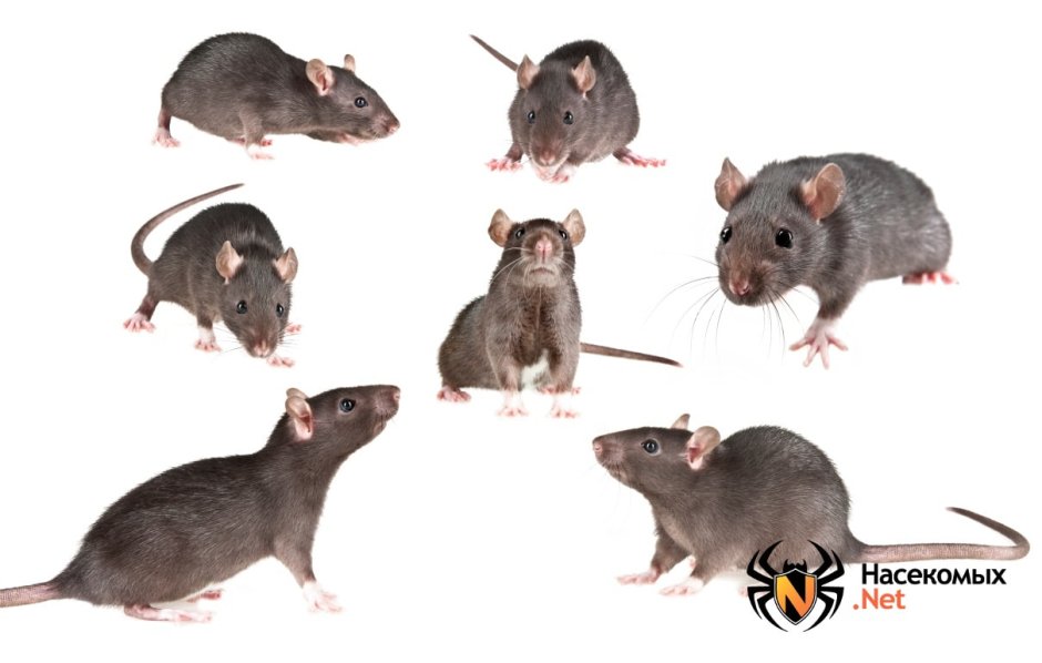 Референсы крыс и мышей