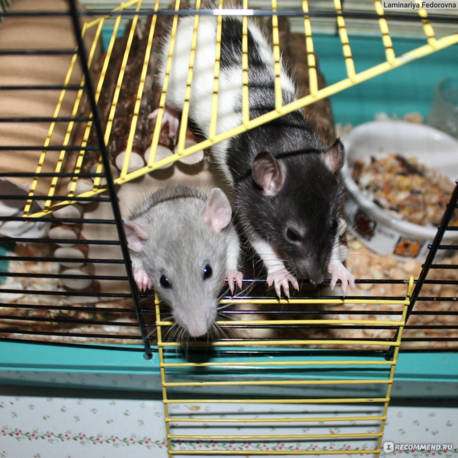Самые необычные окрасы крыс