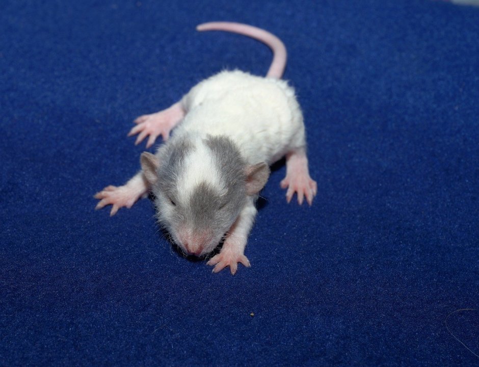 Крыса Дамбо Манкс
