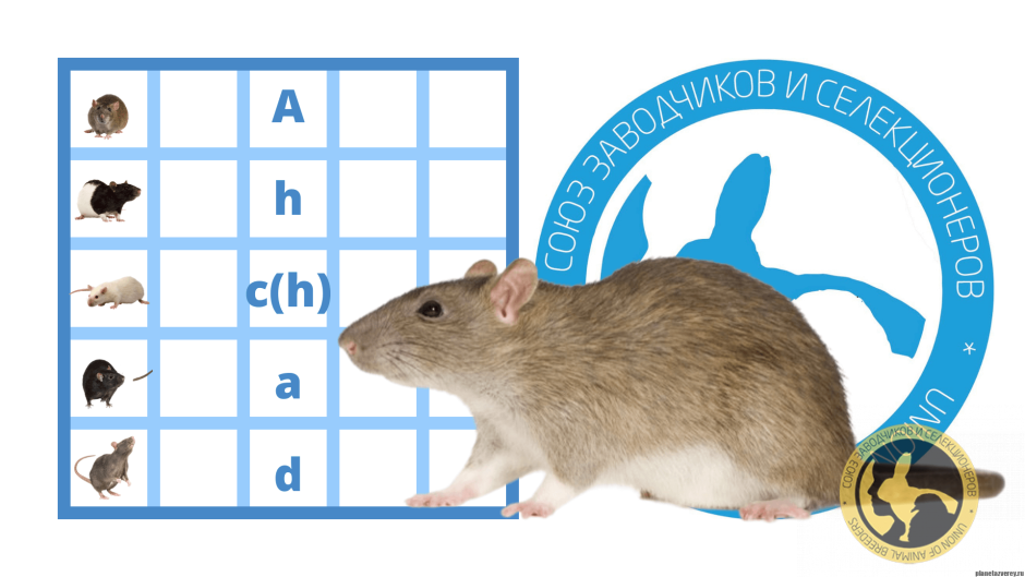 Генетика декоративных крыс